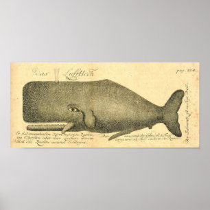 Poster van de Kunst van de Grote Whale Illustrati