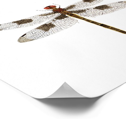 Poster van de kunstsoort Dragonfly (Hoek)