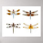 Poster van de kunstsoort Dragonfly (Voorkant)