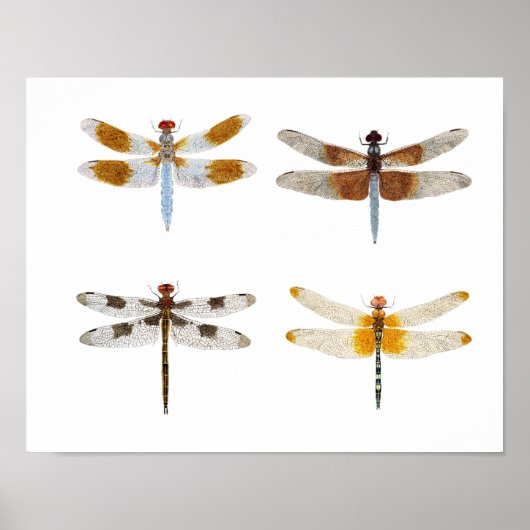 Poster van de kunstsoort Dragonfly (Voorkant)