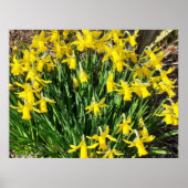Poster van de lente-gele deffodils (Voorkant)
