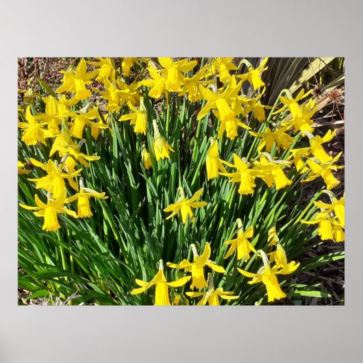 Poster van de lente-gele deffodils (Voorkant)