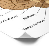 Poster van de menselijke hersenanatomie (Hoek)
