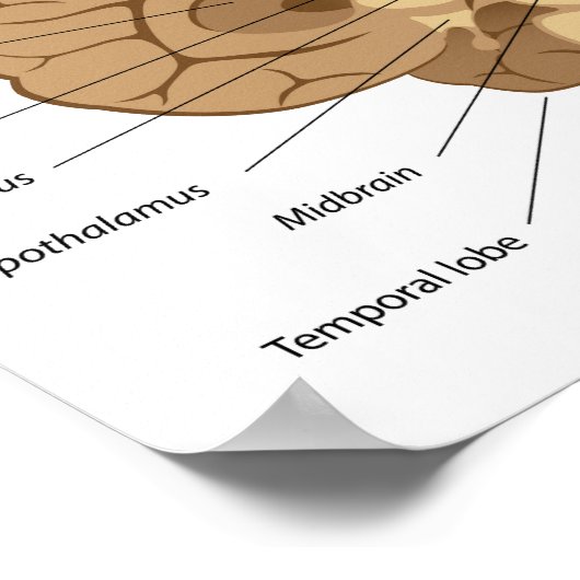 Poster van de menselijke hersenanatomie (Hoek)