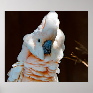 Poster van de Moluccaan