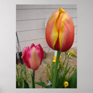 Poster van de mooie rode Tulp-ventilator