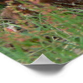 Poster van de Newborn Twin Bambis (Hoek)