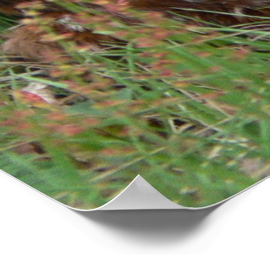 Poster van de Newborn Twin Bambis (Hoek)