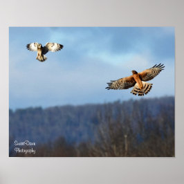 Poster van de noordelijke Harrier en Short=Eared O
