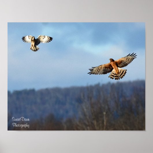 Poster van de noordelijke Harrier en Short=Eared O (Voorkant)