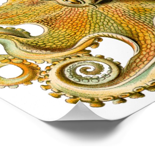 Poster van de octopus van Ernst Haeckel (Hoek)