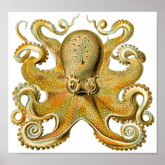  Poster van de octopus van Ernst Haeckel (Voorkant)