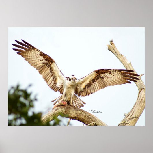 Poster van de open vleugels van Osprey hawk (Voorkant)
