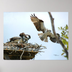Poster van de Osprey-reeks