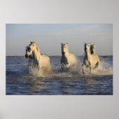 poster van de paardenkudde (Voorkant)