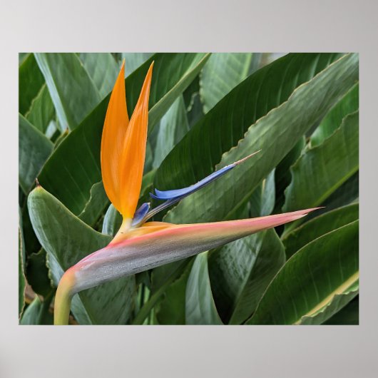 Poster van de Paradijsbloem (Voorkant)