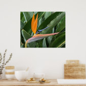 Poster van de Paradijsbloem (Keuken)