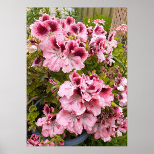 Poster van de pelargonium van de tuintuin