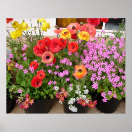 Poster van de prachtige Rannunculus Spring Flower 