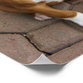 Poster van de puppy Boxer (Hoek)