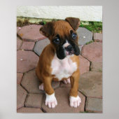 Poster van de puppy Boxer (Voorkant)