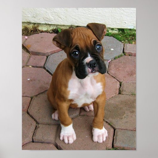 Poster van de puppy Boxer (Voorkant)