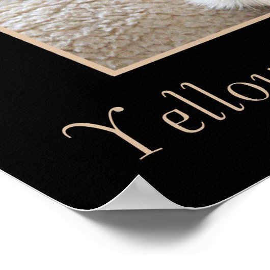 Poster van de Pure Bred Yellow Labrador Retriever (Hoek)