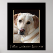 Poster van de Pure Bred Yellow Labrador Retriever (Voorkant)