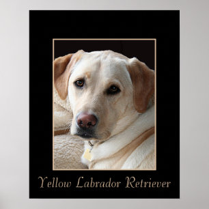 Poster van de Pure Bred Yellow Labrador Retriever