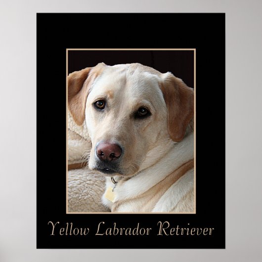 Poster van de Pure Bred Yellow Labrador Retriever (Voorkant)