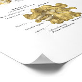 Poster van de ruggengraat en de wervels 24 x 36 in (Hoek)