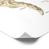 Poster van de ruggengraat en de wervels 24 x 36 in (Hoek)
