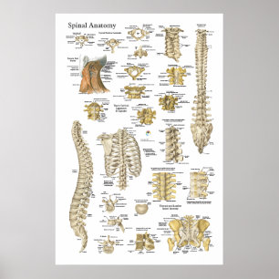Poster van de ruggengraat en de wervels 24 x 36 in