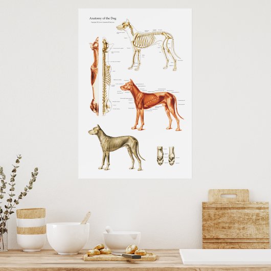 Poster van de skeletspier en skeletanatomie (Keuken)