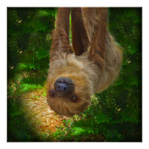 Poster van de Sloth Rainforest
