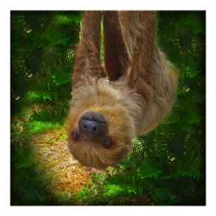 Poster van de Sloth Rainforest