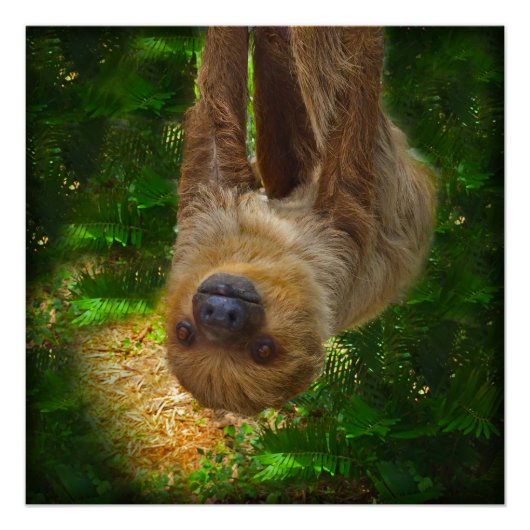 Poster van de Sloth Rainforest (Voorkant)