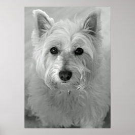 Poster van de sluipende West Highland Terrier Dog