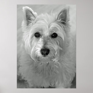 Poster van de sluipende West Highland Terrier Dog