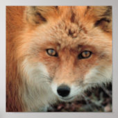 Poster van de soort "Fox Species" (Voorkant)