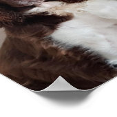 Poster van de spaniel (Hoek)