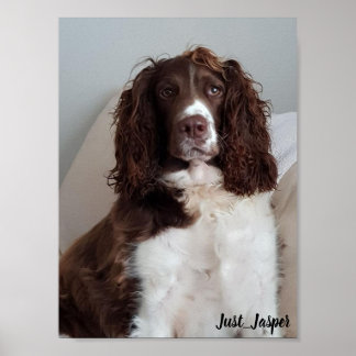 Poster van de spaniel