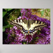Poster van de swallowtail Butterfly (Voorkant)