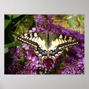 Poster van de swallowtail Butterfly