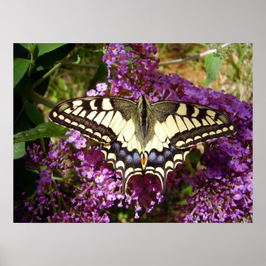 Poster van de swallowtail Butterfly (Voorkant)