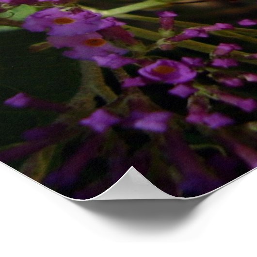 Poster van de swallowtail Butterfly (Hoek)