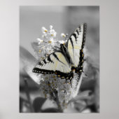 Poster van de swallowtail Butterfly (Voorkant)