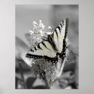 Poster van de swallowtail Butterfly