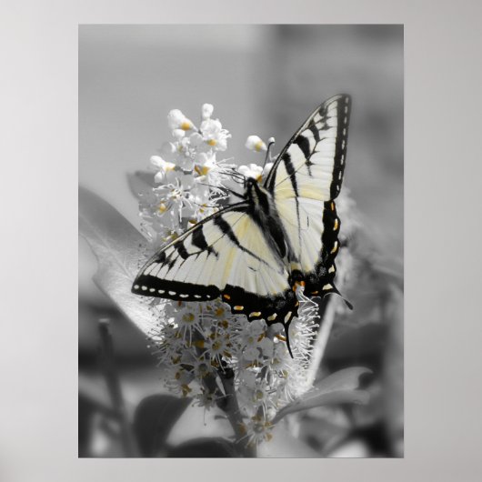 Poster van de swallowtail Butterfly (Voorkant)
