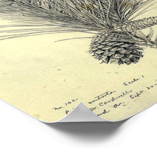 Poster van de Tak van de Pijn (Hoek)